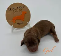 Loretta, a female Miniature Dachshund for sale in Troy, MO – Photo 4 of 10
