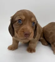 Loretta, a female Miniature Dachshund for sale in Troy, MO – Photo 8 of 10
