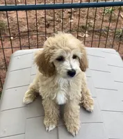 CKC Ava, a female Poodle - Miniature  for sale in Inman, SC – 2 of 3