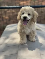 CKC Aiken , a male Poodle - Miniature  for sale in Inman, SC – 3 of 3