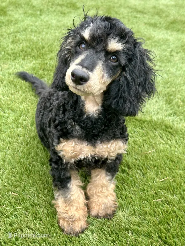 AKC Olly – Poodle - Miniature  puppy for sale in Inman, SC