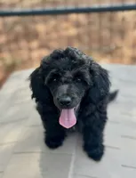 CKC  Spot, a male Poodle - Miniature  for sale in Inman, SC – 2 of 3
