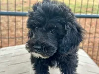 CKC  Max, a male Poodle - Miniature  for sale in Inman, SC – 2 of 3