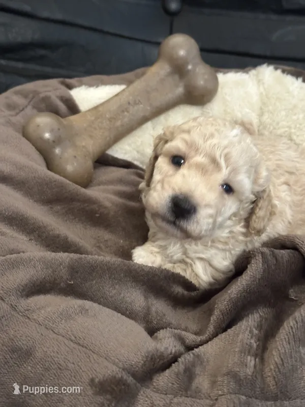 CKC Yellow – Poodle - Miniature  puppy for sale in Inman, SC