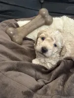 CKC Yellow, a male Poodle - Miniature  for sale in Inman, SC – 1 of 1