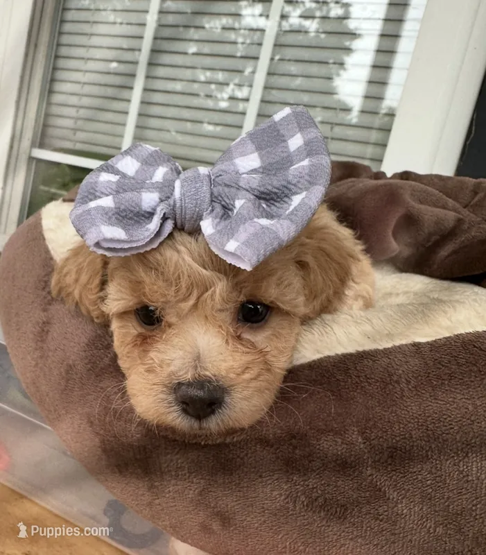 CKC Grey – Poodle - Miniature  puppy for sale in Inman, SC