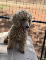 AKC Jolly, a male Poodle - Miniature  for sale in Inman, SC – 4 of 4