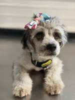 Gypsy, a female French Bulldog and Poodle - Miniature  for sale in Inman, SC – 2 of 4