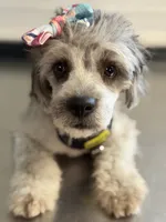Gypsy, a female French Bulldog and Poodle - Miniature  for sale in Inman, SC – 3 of 4