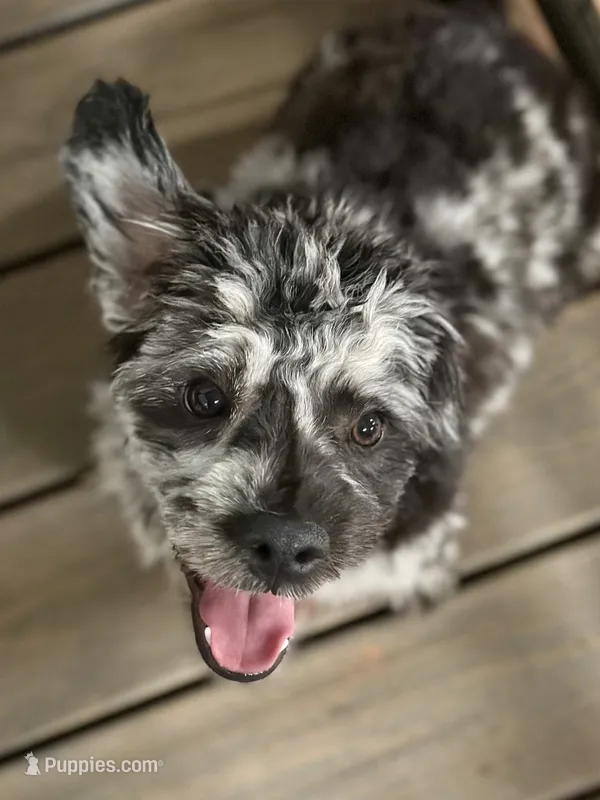 Zorro – French Bulldog, Poodle - Miniature  puppy for sale in Inman, SC