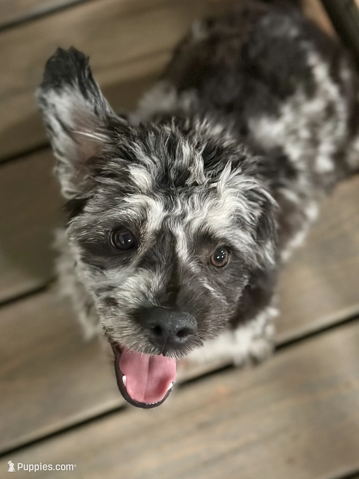 Zorro – French Bulldog and Poodle - Miniature Puppy for Sale