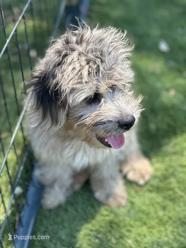 Gypsy – French Bulldog, Poodle - Miniature  puppy for sale in Inman, SC