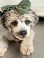 Gypsy, a female French Bulldog and Poodle - Miniature  for sale in Inman, SC – 1 of 4