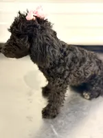 CKC Maxie , a female Poodle - Miniature  for sale in Inman, SC – 4 of 4
