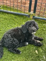 CKC Maxie , a female Poodle - Miniature  for sale in Inman, SC – 3 of 3