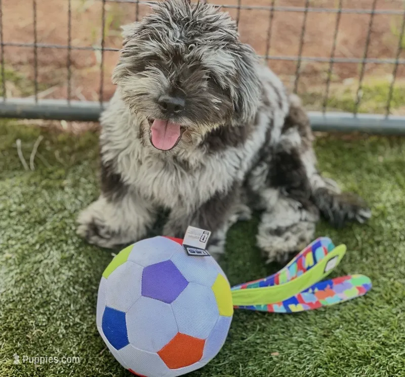 Zorro – French Bulldog, Poodle - Miniature  puppy for sale in Inman, SC