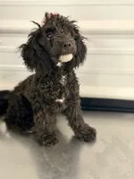 CKC Maxie , a female Poodle - Miniature  for sale in Inman, SC – 2 of 4