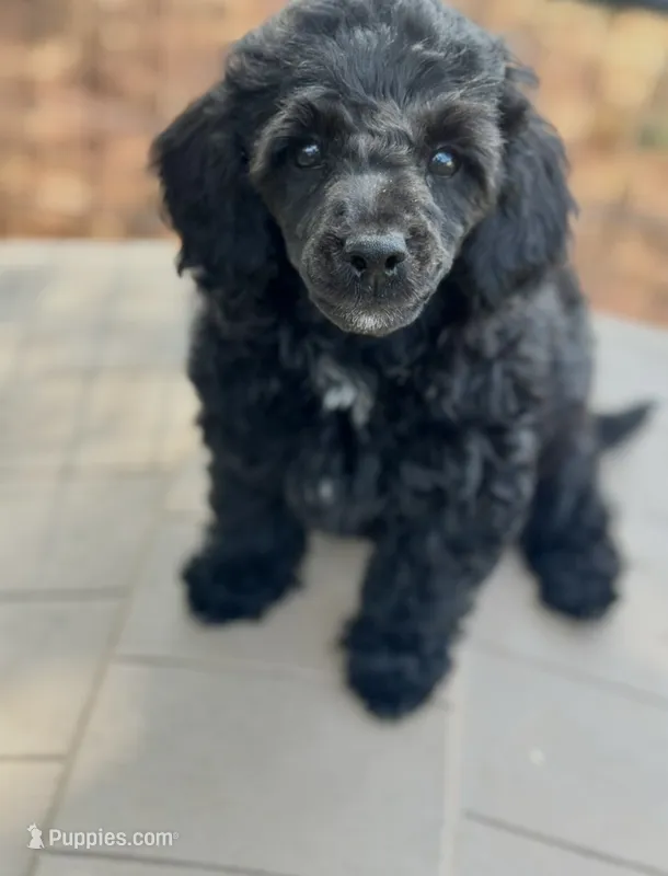CKC  Spot – Poodle - Miniature  puppy for sale in Inman, SC