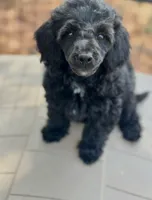 CKC  Spot, a male Poodle - Miniature  for sale in Inman, SC – 1 of 3