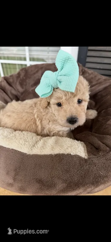 CKC Mint – Poodle - Miniature  puppy for sale in Inman, SC