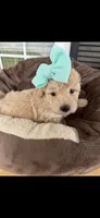 CKC Mint, a female Poodle - Miniature  for sale in Inman, SC – 1 of 1