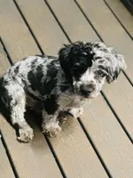 Winston, a male French Bulldog and Poodle - Miniature  for sale in Inman, SC – 2 of 2