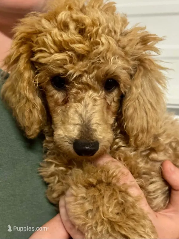 AKC Jolly – Poodle - Miniature  puppy for sale in Inman, SC