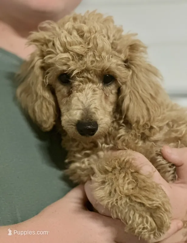 AKC Jolly – Poodle - Miniature  puppy for sale in Inman, SC