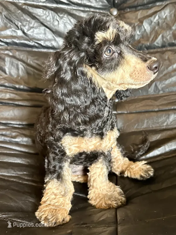AKC Olly – Poodle - Miniature  puppy for sale in Inman, SC