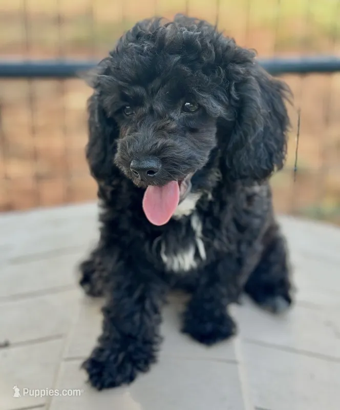 CKC Maxie  – Poodle - Miniature  puppy for sale in Inman, SC