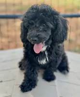 CKC Maxie , a female Poodle - Miniature  for sale in Inman, SC – 1 of 3