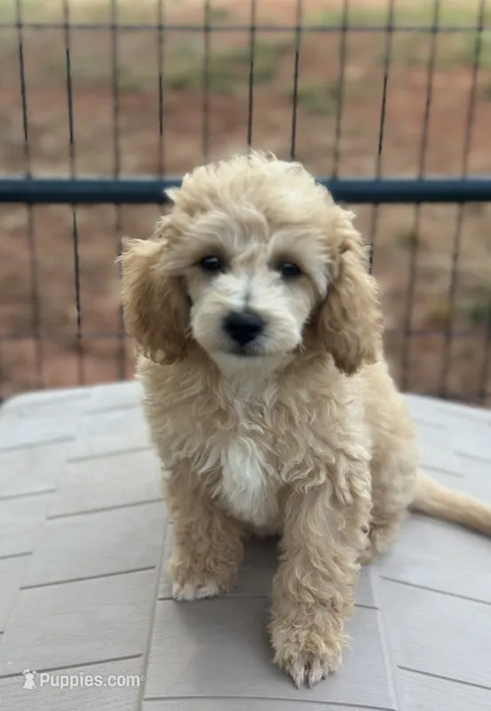 CKC Ava – Poodle - Miniature  puppy for sale in Inman, SC
