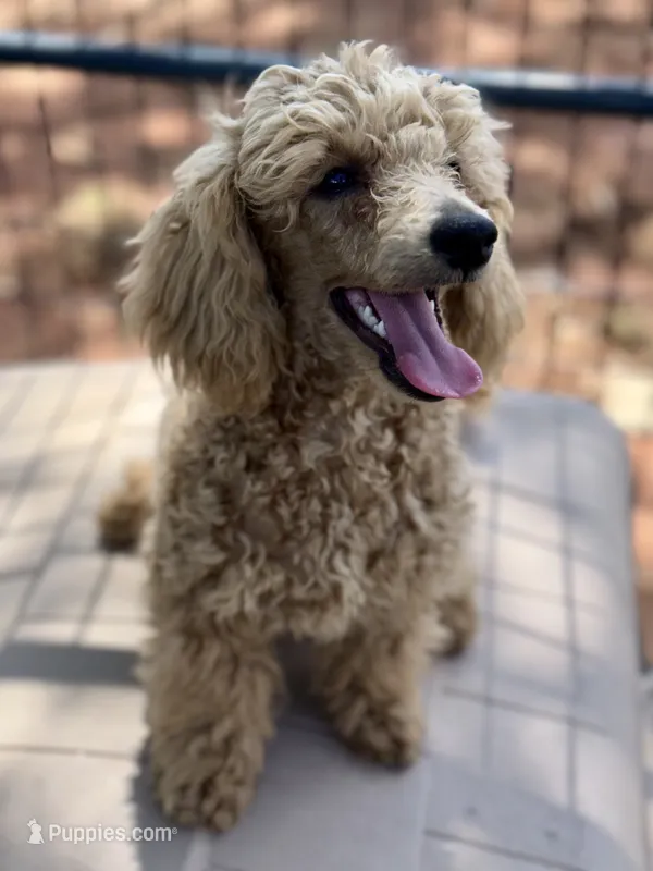 AKC Jolly – Poodle - Miniature  puppy for sale in Inman, SC