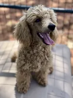 AKC Jolly, a male Poodle - Miniature  for sale in Inman, SC – 1 of 4