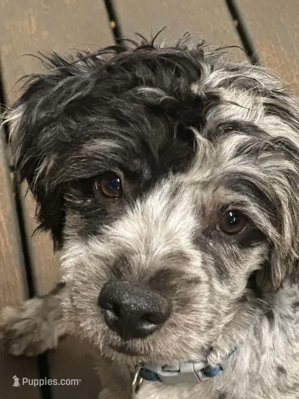 Winston – French Bulldog, Poodle - Miniature  puppy for sale in Inman, SC