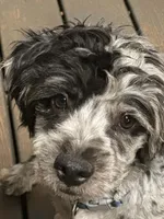 Winston, a male French Bulldog and Poodle - Miniature  for sale in Inman, SC – 1 of 2