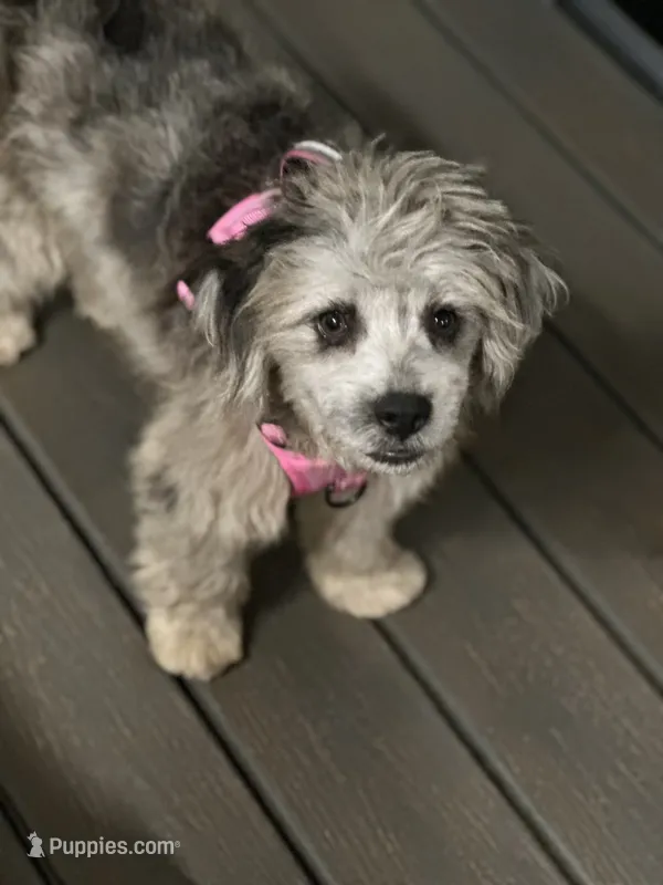 Gypsy – French Bulldog, Poodle - Miniature  puppy for sale in Inman, SC