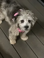 Gypsy, a female French Bulldog and Poodle - Miniature  for sale in Inman, SC – 1 of 2