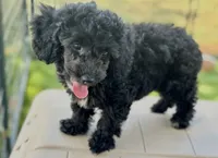 CKC Maxie , a female Poodle - Miniature  for sale in Inman, SC – 2 of 3