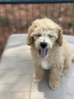CKC Ava, a female Poodle - Miniature  for sale in Inman, SC – 3 of 3