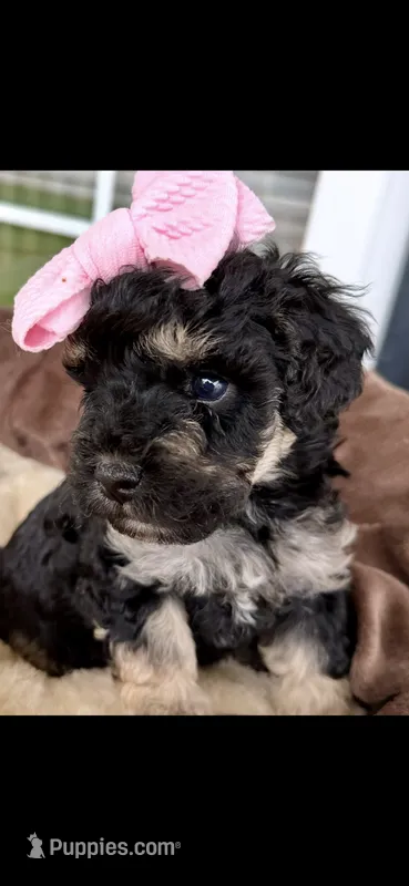 CKC Pink – Poodle - Miniature  puppy for sale in Inman, SC