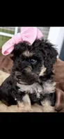 CKC Pink, a female Poodle - Miniature  for sale in Inman, SC – 1 of 1