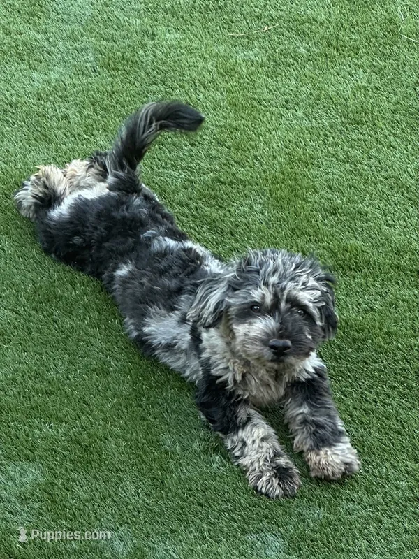 Zorro – French Bulldog, Poodle - Miniature  puppy for sale in Inman, SC