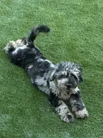 Zorro, a male French Bulldog and Poodle - Miniature  for sale in Inman, SC – 1 of 1