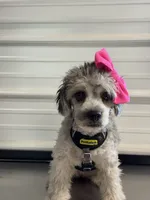 Gypsy, a female French Bulldog and Poodle - Miniature  for sale in Inman, SC – 4 of 4