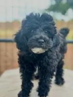 CKC  Max, a male Poodle - Miniature  for sale in Inman, SC – 3 of 3