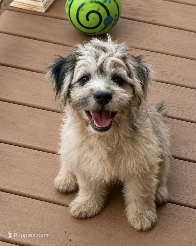 Gypsy – French Bulldog, Poodle - Miniature  puppy for sale in Inman, SC