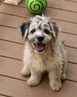 Gypsy, a female French Bulldog and Poodle - Miniature  for sale in Inman, SC – 1 of 1