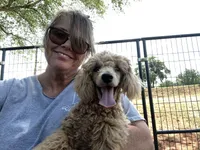 AKC Jolly, a male Poodle - Miniature  for sale in Inman, SC – 2 of 4