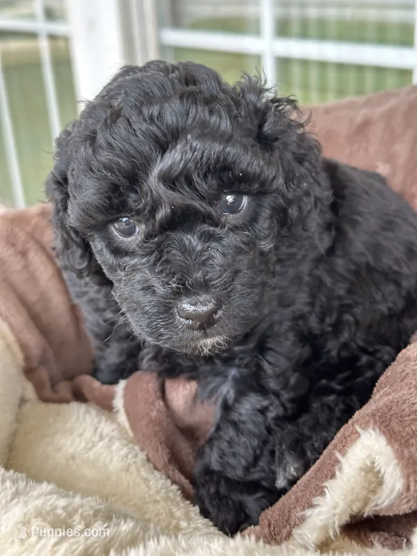 CKC Blue – Poodle - Miniature  puppy for sale in Inman, SC